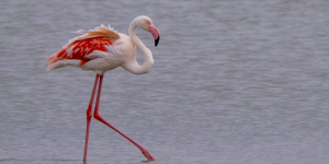 Balade nature dans la réserve des Barails à Bordeaux