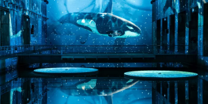 Océan Immersion dans le monde sous-marin