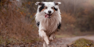 Trail du Muguet dans la forêt de Meudon